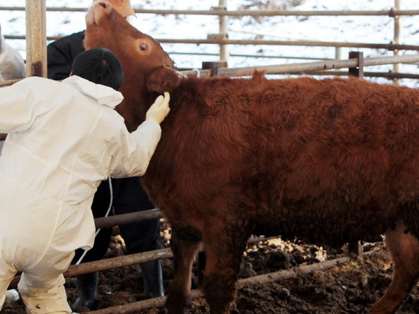 Hàn Quốc phát hiện thêm ổ dịch "lở mồm long móng" ảnh 1