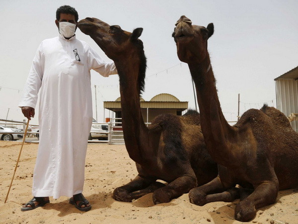 Phát hiện virus MERS tại một chuồng lạc đà ở Saudi Arabia ảnh 1