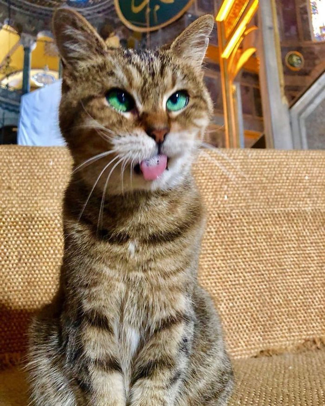 Chuyện về Gli, cô mèo nổi tiếng với phong thái nữ hoàng tại Thổ Nhĩ Kỳ ảnh 4