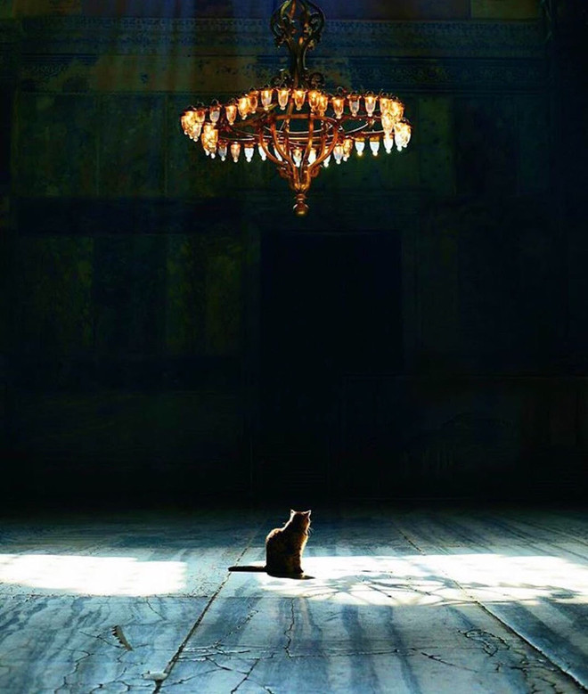 Chuyện về Gli, cô mèo nổi tiếng với phong thái nữ hoàng tại Thổ Nhĩ Kỳ ảnh 6