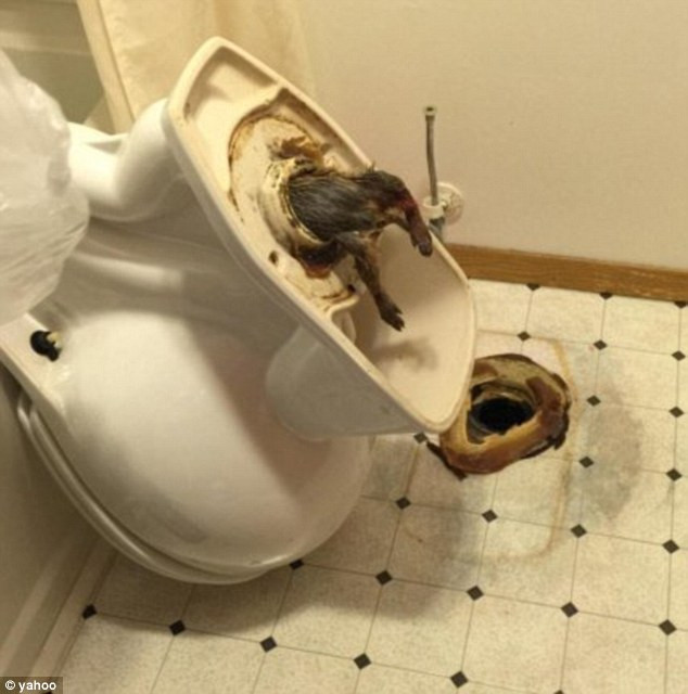 Khách sạn tá hỏa vì con chuột cống mắc kẹt trong nhà vệ sinh ảnh 1