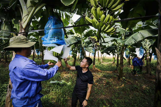 Thí điểm xây dựng vùng nguyên liệu nông, lâm thủy sản liên vùng ảnh 1