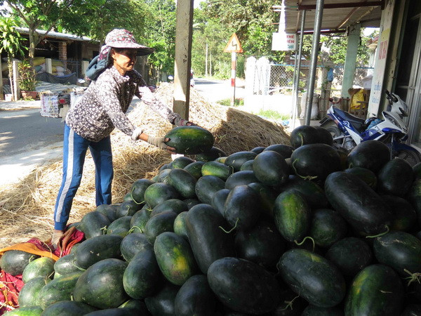 Nông dân Quảng Bình khó khăn trong tiêu thụ dưa hấu ảnh 1