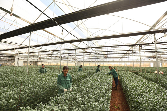 Triển vọng kinh tế 2021: Việt Nam sẽ là ''điểm sáng'' ảnh 2