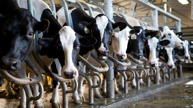 Canada và Mỹ nới lỏng thị trường sữa và chính sách thuế ôtô ảnh 1