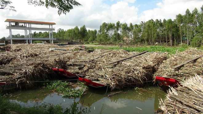 Nước sông đen đặc, bốc mùi vì nước thải của nhà máy mía đường Trà Vinh ảnh 1