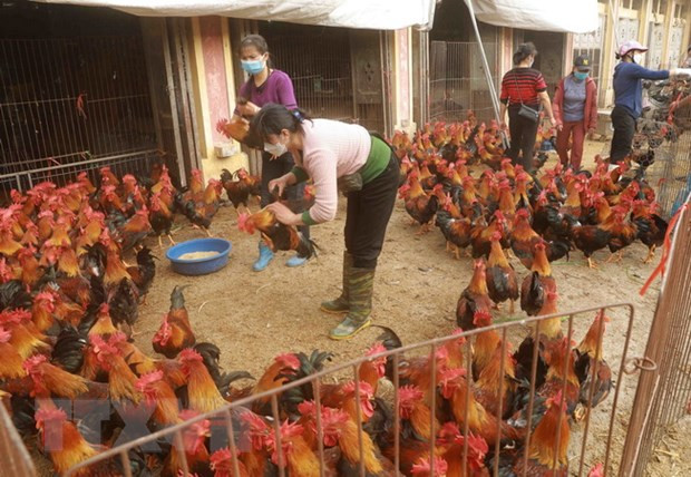 Hà Nội bảo đảm đủ nguồn cung thực phẩm trong dịp cuối năm ảnh 1