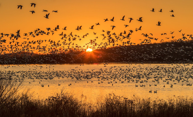 Choáng ngợp cảnh hàng nghìn con ngỗng bay "lấp kín" bầu trời ảnh 4