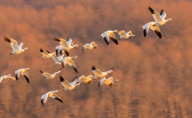 Choáng ngợp cảnh hàng nghìn con ngỗng bay "lấp kín" bầu trời ảnh 2