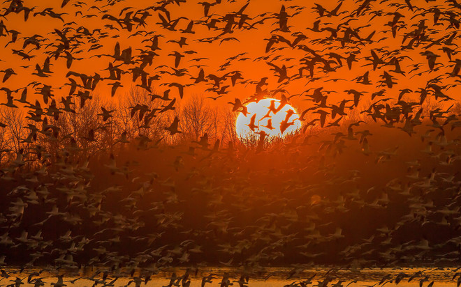 Choáng ngợp cảnh hàng nghìn con ngỗng bay "lấp kín" bầu trời ảnh 3