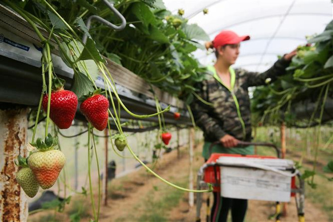 "Brexit cứng" - 8 tác động chính lên nước Anh và châu Âu ảnh 1