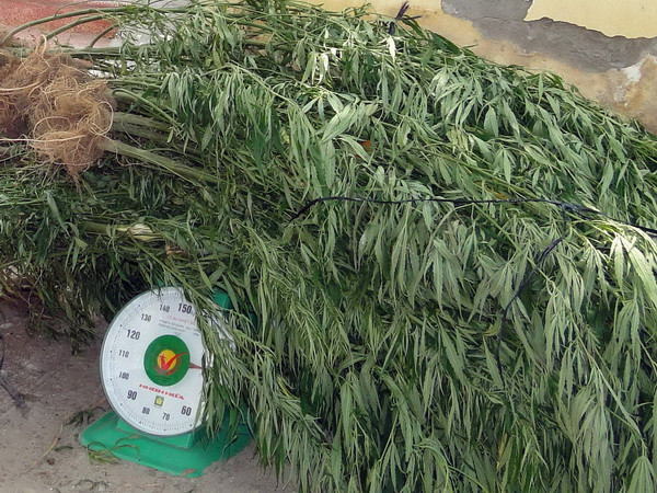 Nhổ bỏ gần 7.300 cây cần sa trồng trái phép tại Đắk Nông ảnh 1