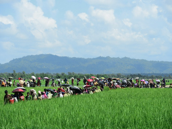 Bangladesh hoãn hồi hương người tị nạn Rohingya về Myanmar ảnh 1