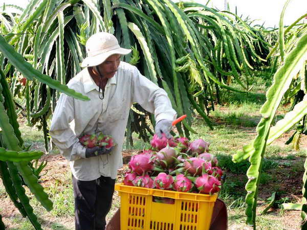 Ảnh minh họa. (Nguồn: TTXVN) Tiền Giang: Cơ hội nâng cao chuỗi giá trị hàng hóa trái thanh long ảnh 1