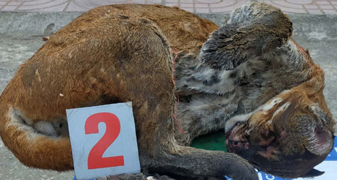 Thanh Hóa: Phát hiện đối tượng tàng trữ 2 cá thể báo gấm và beo lửa ảnh 1