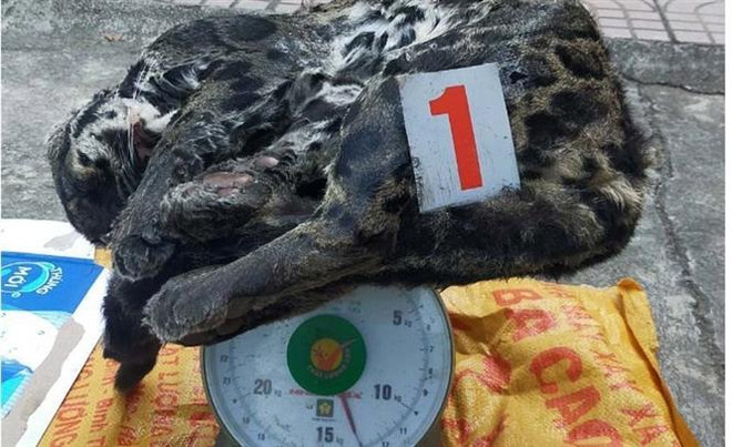 Thanh Hóa: Phát hiện đối tượng tàng trữ 2 cá thể báo gấm và beo lửa ảnh 2