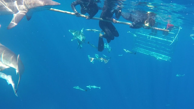 Thử thách du lịch mạo hiểm lặn cùng cá mập tại Nam Phi ảnh 3