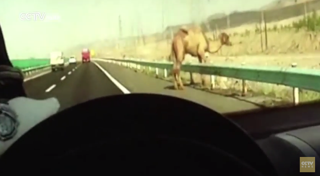 [Video] Người dân sợ hãi khi thấy lạc đà trên đường cao tốc ảnh 1