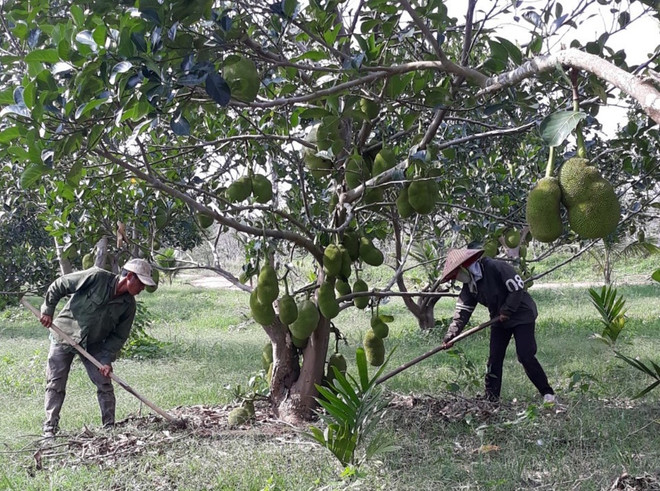 Đất đai là "sinh kế" ổn định nhất để người dân chủ động phát triển sản xuất. (Ảnh: Hùng Võ/Vietnam+) Giải quyết đất sản xuất cho dân: Việc cấp thiết cần chuyển đổi mạnh mẽ ảnh 1