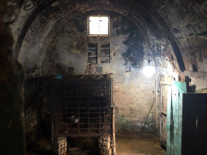 Cứu hộ cá thể gấu chó sau 7 năm sống trong “nhà sắt” ở Nam Định ảnh 2