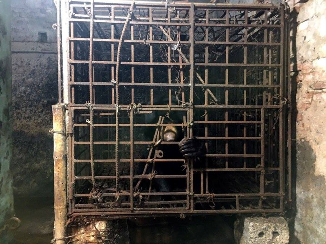 Cứu hộ cá thể gấu chó sau 7 năm sống trong “nhà sắt” ở Nam Định ảnh 1