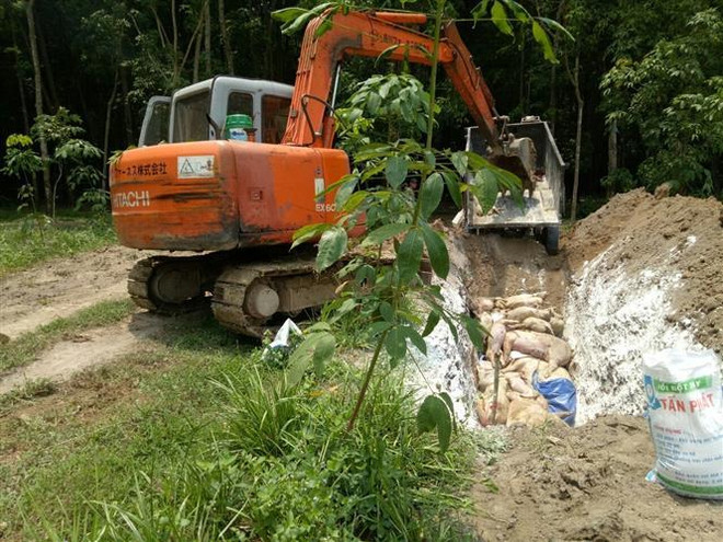 Tiêu hủy lợn bị dịch tả. (Ảnh: Đậu Tất Thành/TTXVN) Khẩn trương xác minh tin 'trục lợi' từ việc tiêu hủy lợn tại Hải Dương ảnh 1