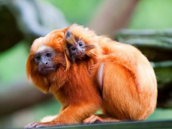 Pháp: Trộm đột nhập vào sở thú bắt đi 17 con khỉ quý hiếm ảnh 1