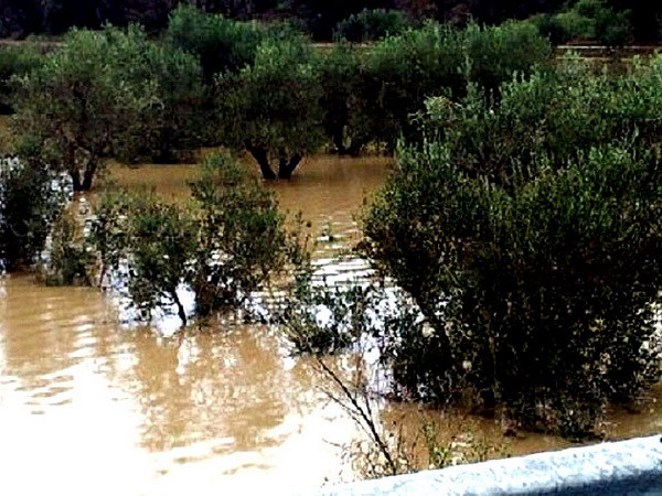 Ngành sản xuất dầu ôliu của Italy thiệt hại nặng vì thời tiết xấu ảnh 1