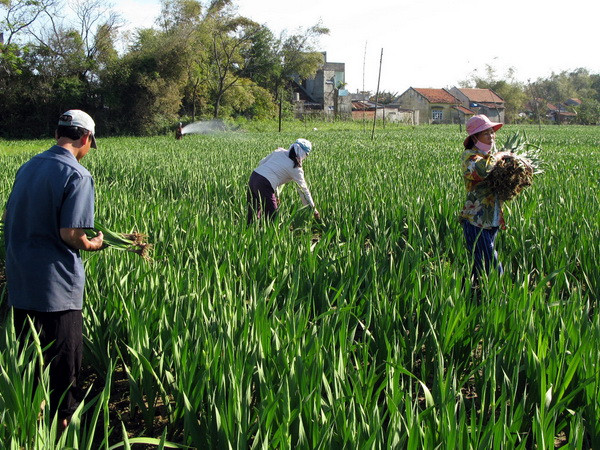 Quảng Ngãi: Thời tiết xấu làm chết hàng chục hécta hoa layơn ảnh 1