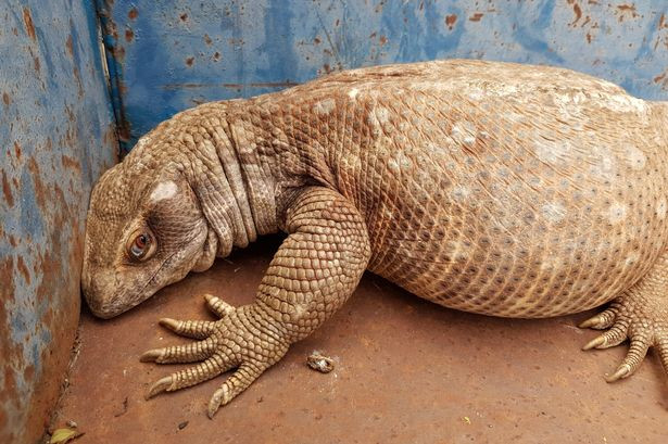 Bị ép tập thể dục giảm cân, thằn lằn béo ú quyết định đào tẩu ảnh 1