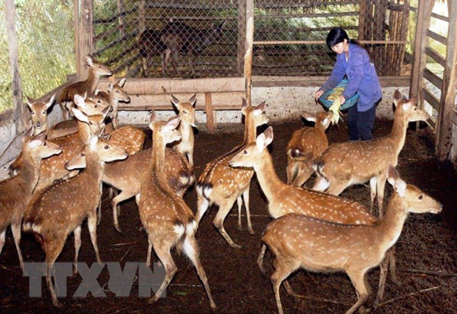 Mô hình chăn nuôi hươu sao của người dân huyện Hương Sơn. (Nguồn ảnh: TTXVN) Vùng đất nhân kiệt địa linh 550 năm ‘tụ nghĩa’ giữa rừng vàng ảnh 4