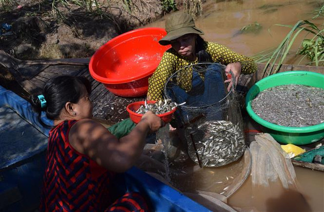 Thu hoạch được cá mồi và cá linh non. (Ảnh: Chương Đài/TTXVN) Nước nổi thấp, triều cường cao: Những thách thức không nhỏ cho ĐBSCL ảnh 1
