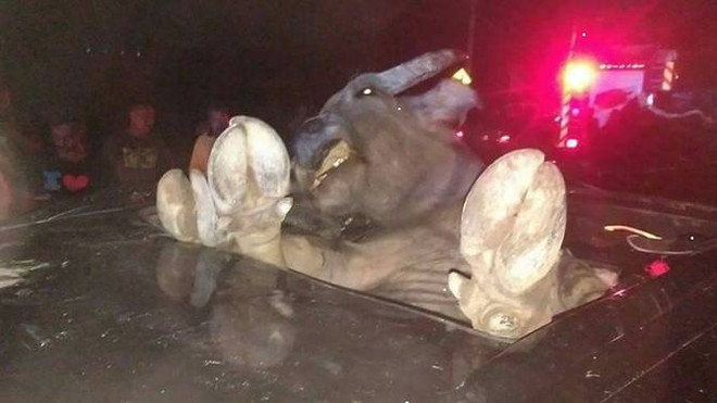 Con trâu rơi vào cửa sổ trời xe ôtô sau vụ tai nạn bất ngờ ảnh 1