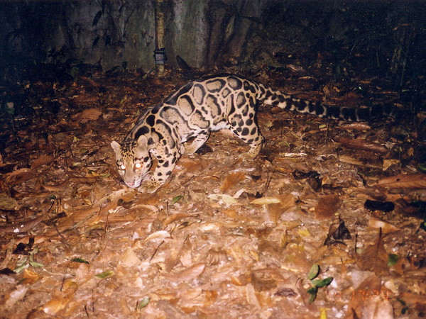 Tăng cường hợp tác quốc tế nhằm bảo tồn động vật hoang dã nguy cấp ảnh 1