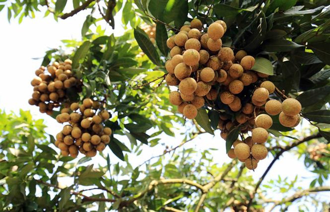 Bạc Liêu đẩy mạnh phát triển du lịch trải nghiệm vườn nhãn cổ ảnh 2