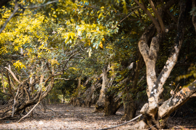 Bạc Liêu đẩy mạnh phát triển du lịch trải nghiệm vườn nhãn cổ ảnh 1