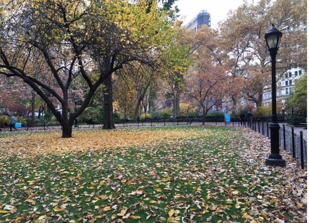 Cảm nhận về thành phố xanh New York của một kiều bào Mỹ ảnh 1