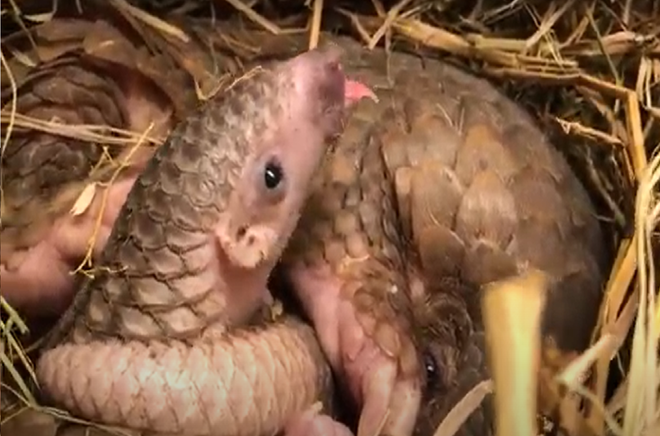 Nguyễn Văn Thái: Người đặt nền móng phục hồi quần thể tê tê ở Việt Nam ảnh 2