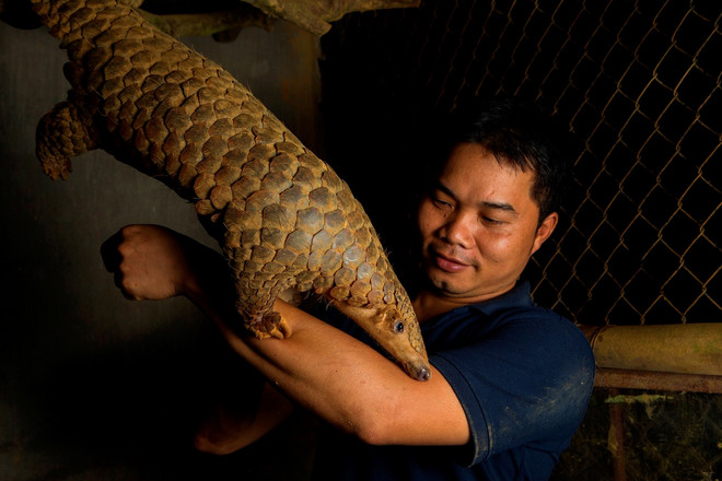 Nguyễn Văn Thái: Người đặt nền móng phục hồi quần thể tê tê ở Việt Nam ảnh 1