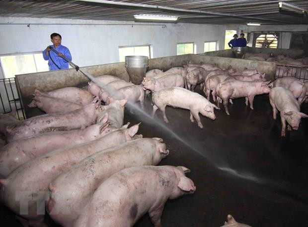 Ngành nông nghiệp khuyến cáo biện pháp chăn nuôi an toàn sinh học ảnh 1