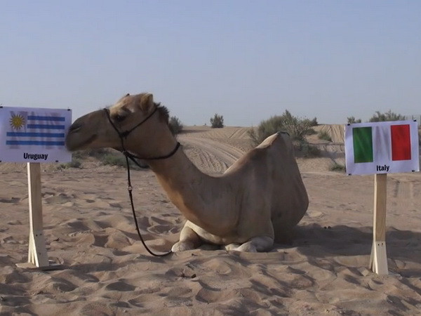 Lạc đà “tiên tri” đưa ra kết quả gây sốc cho đội tuyển Italy ảnh 1