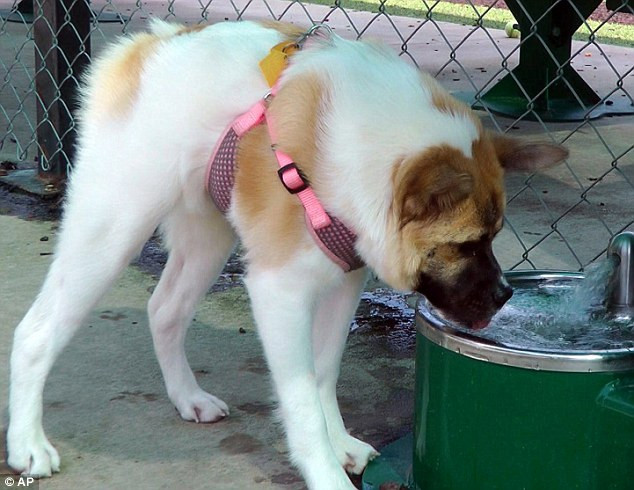 Nghị lực sống phi thường của chú chó có vẻ ngoài "lai lợn" ảnh 1