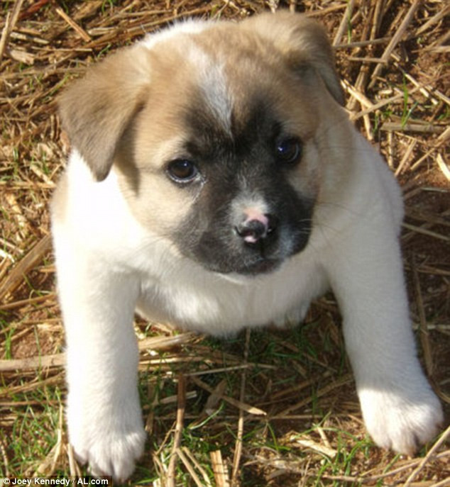 Nghị lực sống phi thường của chú chó có vẻ ngoài "lai lợn" ảnh 3