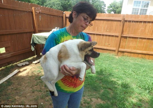 Nghị lực sống phi thường của chú chó có vẻ ngoài "lai lợn" ảnh 2