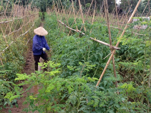 Bài 3: Phương thức canh tác truyền thống sẽ tạo ra rau sạch? ảnh 1