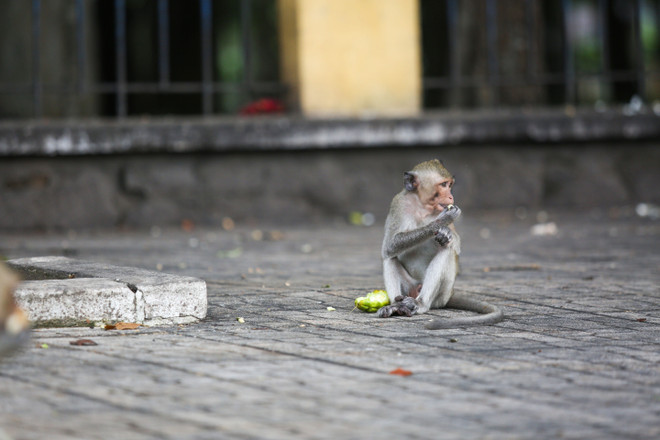 Tây Ninh: Người dân tự ý thả động vật hoang dã ra môi trường ảnh 2