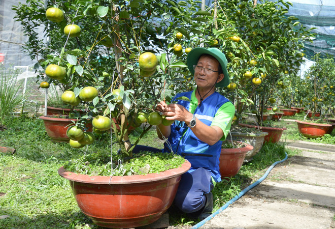 Quýt hồng Lai Vung có giá từ 1-6 triệu đồng/chậu. (Ảnh: Nhựt An/TTXVN) Đồng Tháp: Quýt hồng Lai Vung sẵn sàng phục vụ thị trường Tết ảnh 1