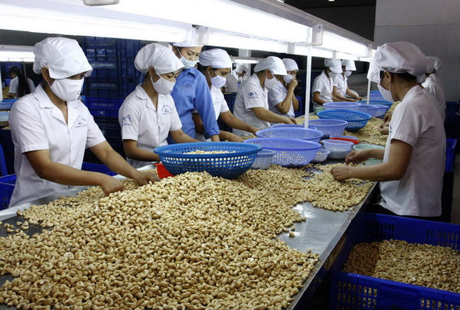 Ngành điều Việt Nam “điềm tĩnh” trước biến động thị trường ảnh 1