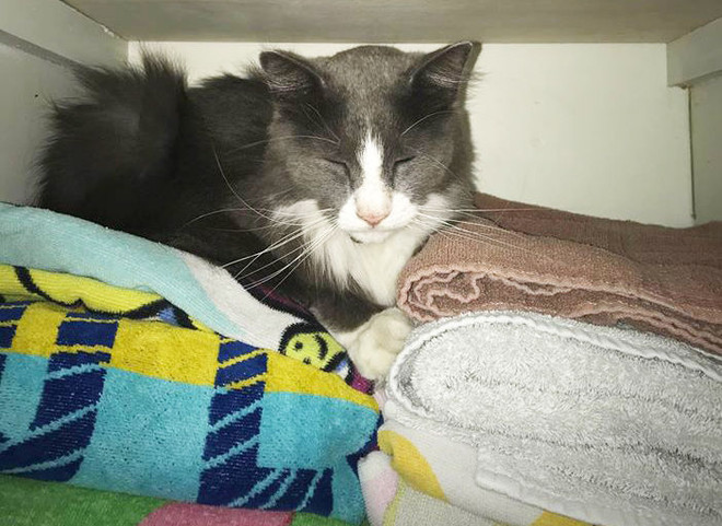 Chú mèo "ăn trộm" hàng chục món đồ của hàng xóm vì quá buồn chán ảnh 1