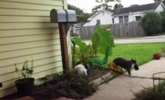 Chú mèo "ăn trộm" hàng chục món đồ của hàng xóm vì quá buồn chán ảnh 2